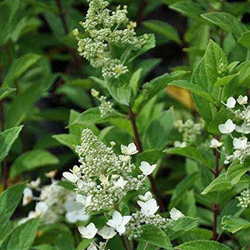 Hydrangea Paniculata 'Unique'- Hortensia paniculé 'Unique' 40-50 cm en conteneur