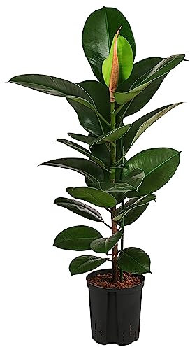 Dehner Gummibaum Robusta, Ficus elastica, in Hydrokultur, ca. 90 cm, Ø Topf 18 cm, Zimmerpflanze