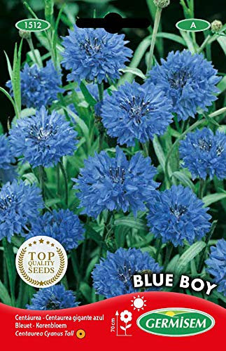 Germisem Graines Bleuet BLUE BOY