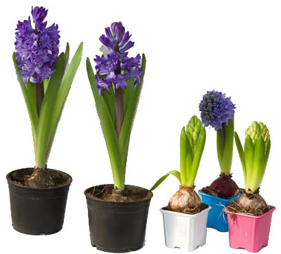 Set de 5 Bulbos de Jacinto Naturales Flores de Colores Hyacinthus Orientalis