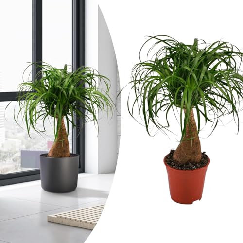 Happy Plants Plante Verte Elephant Foot 70 cm x 19 cm
