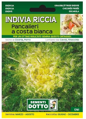 Sicignano | Semi Indivia Riccia Pancalieri a Costa Bianca, Foglie Croccanti e Ricce, Cespo Rigoglioso Grosso Riccio, Busta Extra - 4 Confezioni da 7.2g, Pianta a Ciclo Medio-Tardivo