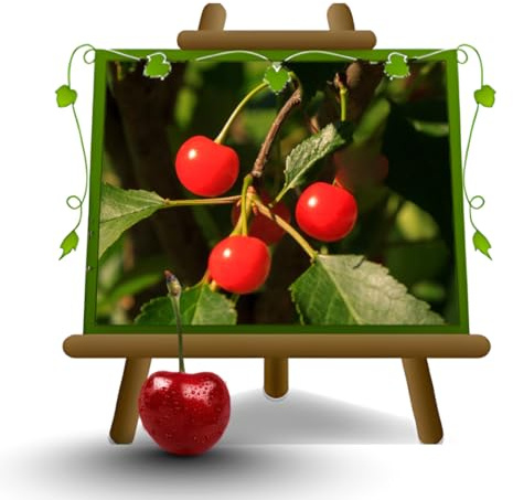 EURO PLANTS VIVAI Ciliegio Marasca pianta da frutto antico vaso 24 cm Altezza 160-180 cm - Età 4 anni