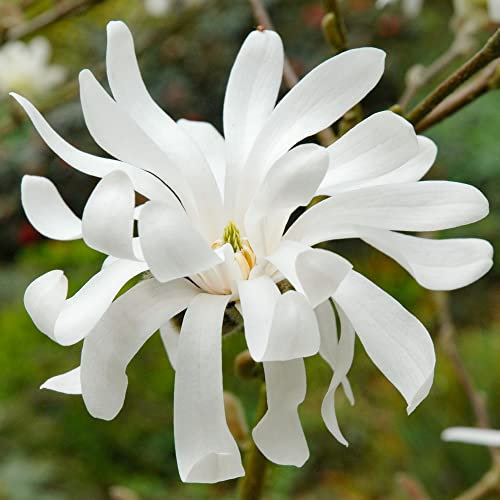 Magnolia Royal Star, arbuste rustique à feuilles caduques pour jardin extérieur, prêt à planter dans un pot de 9 cm.