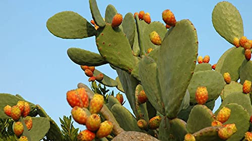 Opuntia Ficus Indica Fico d'India vaso 24 foto reali H 70cm pianta grassa