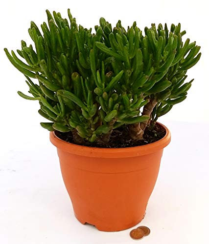 POWERS TO FLOWERS - CRASSULA OVATA HOBBIT ALBERO DI GIADA XXXL, VASO 22CM, pianta vera