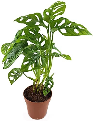 Fangblatt - Monstera adansonii - schiefes Fensterblatt im Ø 12 cm Topf - stilvolle Grünpflanze - perfekte Dekoration für Ihr Zuhause