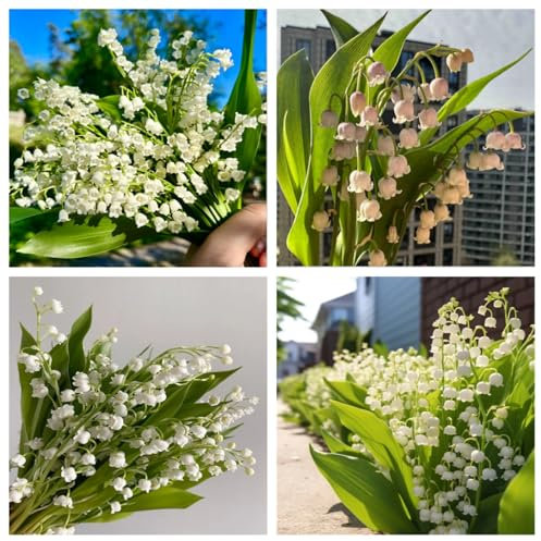 Lily of The Valley Bulbs Excellent Display Indoor Perennial Balcony Garden Bulbs Can Be Potted Aromatic-3bulbs-C