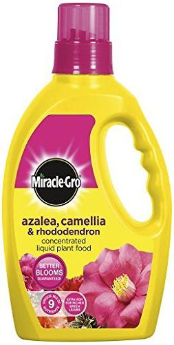 Plant Food Feed Miracle-Gro Azalea, Camellia & Rhododendron Liquid Plant Food