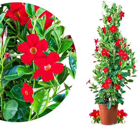 Meine Orangerie - Dipladenia Grande (Mandevilla sanderi) - Sundaville - blühende Kletterpflanzen-Pyramide im 8,5-Liter Topf