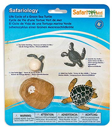 Safari 662316 Life Cycle Of A Green Sea Turtle