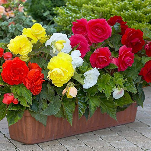 Mixed Double Begonia 5, 10 or 20 XL tubers Size 5/6 - Free P&P!! - Millthorpr Plant (10)