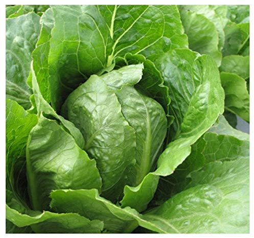 PREMIER SEEDS DIRECT - Lettuce - Romaine - Jericho - 1000 Seeds (Organic)