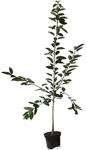 Kordia sehr große dunkle Süßkirsche Kirschbaum als Buschbaum ca. 110-140 cm 9,5 Liter Topf auf Colt