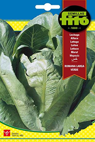 Semillas Fitó 201 - Semillas de Lechuga Romana Larga Verde “Teresa”