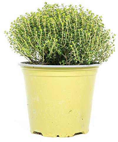 mgc24 Thym Faustini Plante d'herbes fraîches dans un pot de 14 cm, Thymus Richardii, hauteur env. 15 cm