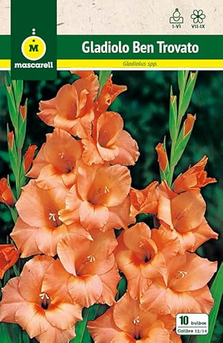 Mascarell Semillas, GLADIOLO BEN TROVATO, Semillas Bulbosas, Bulbos de Flores Primavera Fácil de Cultivar, Bolsa 10 Bulbos
