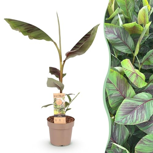 Pianta da frutto - Banano giapponese da fibra - Musa Ever Red - Difficile da coltivare - 80-90cm - Ø21cm - Pianta da giardino