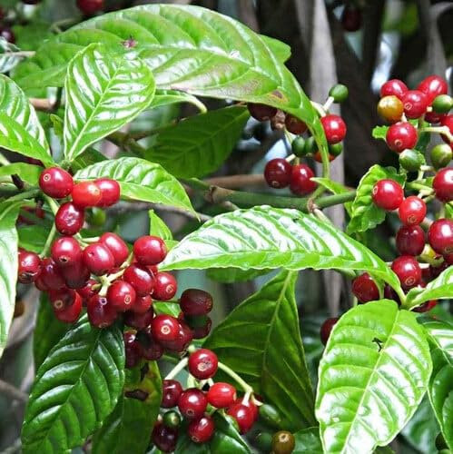 Plant World Seeds - Coffea Arabica (Coffee) Seeds (Exotic Tree & Shrub Seeds)