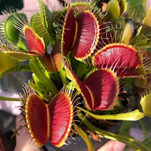 Semi di Venere acchiappamosche, esotiche Dionea muscipula, resistenti biologici semi esotici rare d'appartamento 30pcs