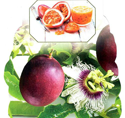 Passiflore Maracuja Beauté exotique Passiflora edulis Hauteur env. 65 cm dans un pot de 15 cm