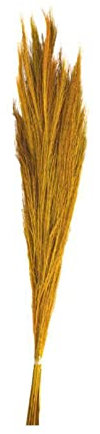 DIJK Erba di Ginestra giallo – Broom Grass – Thysanolaena – 90 – 105 cm – 100 g
