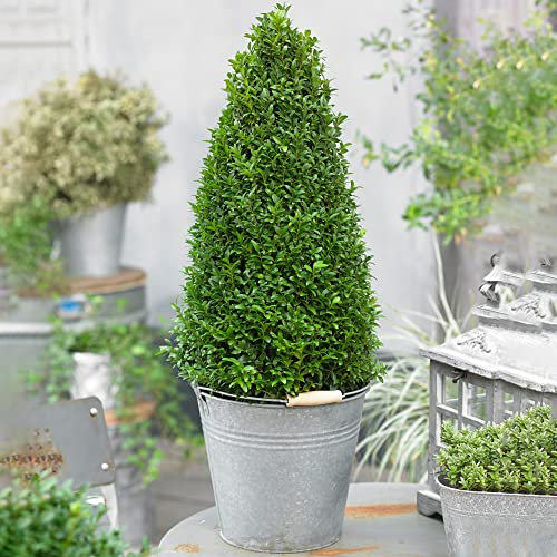 Buchsbaum-Pyramide - Buxus-Strauch | Immergrüne Formschnitt-Pflanze für den Außenbereich 40-50cm