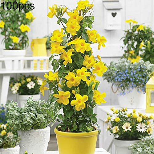 Aamish 70 Stück Dipladenia Sanderi Blumensamen