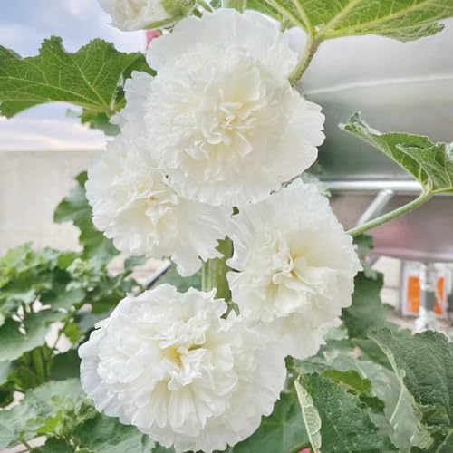 semillas de malva real - malvas reales de primavera, resistentes en malva loca semillas silvestres sombra macizo silvestres exóticas 500semillas