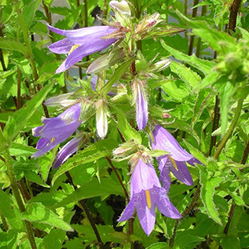 Campanula trachelium - Nesselblättrige Glockenblume, im 0,5 Liter Topf, blauviolett blühend