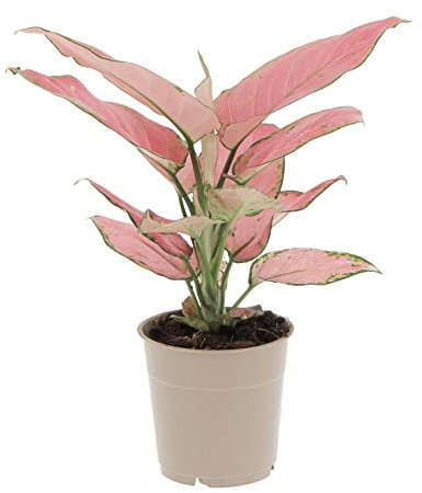 KENTIS - Aglaonema Pink Star - Piante da Interno Vere - Piante Purifica Aria da Appartamento - H 20-30 cm Vaso Ø 12 cm