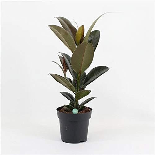 Gummibaum Ficus elastica 'Melany' – 50 cm Zimmerpflanze für dein Zuhause, Pflegeleicht, Langlebig, Luftreinigend, Perfekt für Wohnräume und Büros