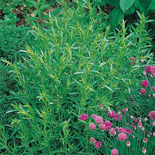 French Tarragon Plants Ready for The Garden. 'Vienco'. Estragon. New hardier Strain. Aniseed Flavour herb. 9cm Plant x 2. Available from Bedwen Plants.