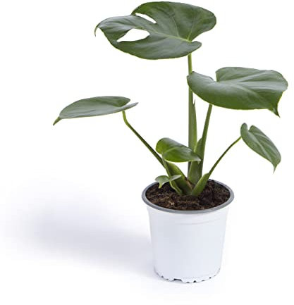 Cool Green - Plantas naturales interior - Monstera - Pequeña