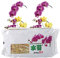 Garden Sphagnum Moos, feuchtigkeitsspendend, organischer Dünger für Phalaenopsis Orchidee