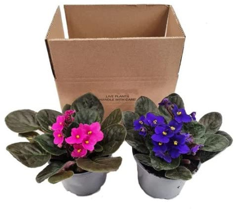 Saintpaulia | Pack 2 Plantas | DECOALIVE | Violeta Africana | Flores de Exterior | Muchos Colores
