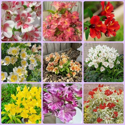 Semillas de alstroemeria - semillas de jardín rocas resistentes exóticas para invitados pradera mariposas balcón para lugares soleados 600pcs