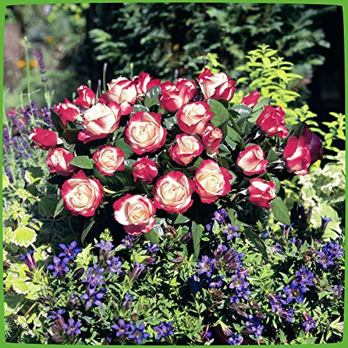 Edelrose Nostalgie® - Stark duftende Rose mit zweifarbiger Rosenblüte in rot & creme-weiß -Winterharte wurzelnackte nostalgische Edelrose von Garten Schlüter - Pflanzen in Top Qualität
