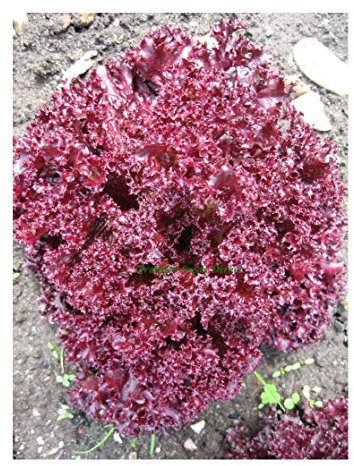 PREMIER SEEDS DIRECT - Lettuce Seeds - Lolla Rossa - 3000 Italian Seeds