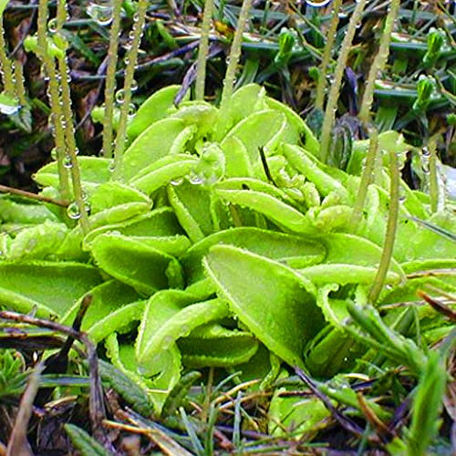 Butterworts Seeds - Pinguicula Vulgaris Rare Carnivorous - 5 Seeds