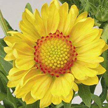 100 YELLOW GAILLARDIA (Kokardenblume/Indische Decke) Gaillardia Aristata Blumensamen