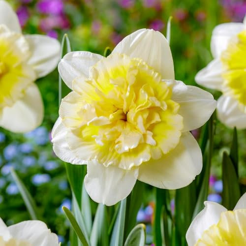 Bulbos de narciso Ice King (25 piezas), bulbos de narciso perennes y resistentes, fragantes de Holanda para jardín y maceta (sin semillas, no artificiales)