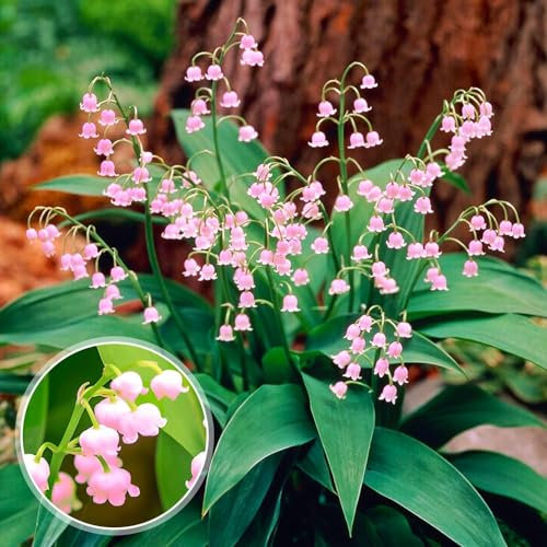 Fleur de printemps vivace rose (10 racines/bulbes), Grandes plantes vivaces parfumées résistantes à l'hiver de Hollande pour le jardin et le pot (gros bulbes, pas de graines