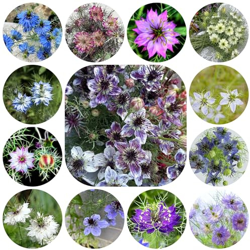 vergine in un verde biologiche, selvatiche Nigella damascena aromatiche da giardino per luoghi soleggiati da balcone, decorazioni per il soggiorno giardino 300semi
