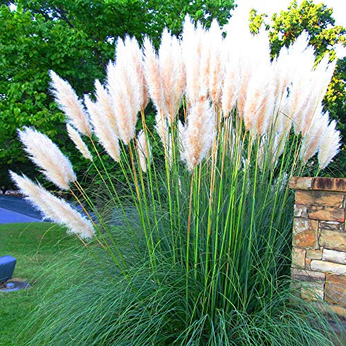 Cortaderia Selloana 'White Alba' - Winterhartes Pampasgras Pumila - Ziergras für Garten & Kübel - Pflegeleichte Pflanze im 9cm Topf - 20-30cm
