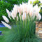 Cortaderia Selloana 'White Alba' - Winterhartes Pampasgras Pumila - Ziergras für Garten & Kübel - Pflegeleichte Pflanze im 9cm Topf - 20-30cm