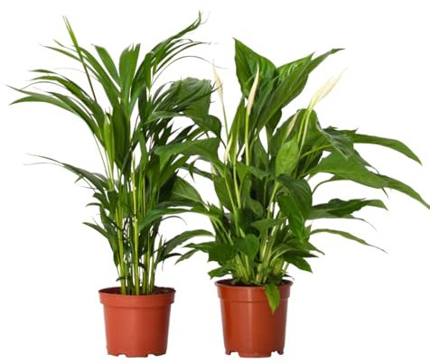 Plant in a Box - Luftreinigende Zimmerpflanzen - 2er Set - Spathiphyllum 'Einblatt' + Areca 'Goldfruchtpalme' - Topf 17cm - Höhe 60-75cm