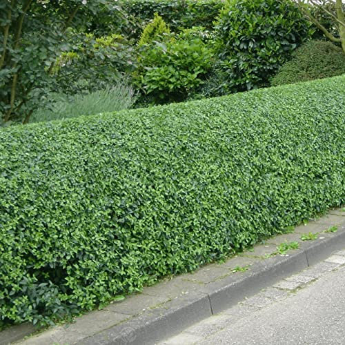 Haie de Troène Vert (Ligustrum Ovalifolium) - Arbuste à croissance rapide pour l'intimité et l'aménagement paysager, faible entretien et résistant à la sécheresse.