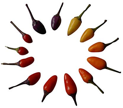 100 Bolivien Rainbow Semillas -Chile- by Samenchilishop