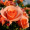 2x Rosier 'Aprikola' – Kordes Rigo-roos Plant-o-fix-pot | Rosier arbustif compact, floraison orange abricot, idéal massif & terrasse